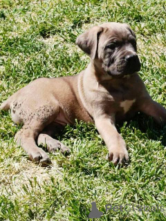 Foto №4. Ich werde verkaufen cane corso italiano in der Stadt Žitište.  - preis - verhandelt