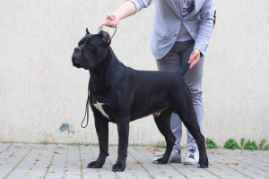 Zusätzliche Fotos: Dog Cane Corso zum Stricken