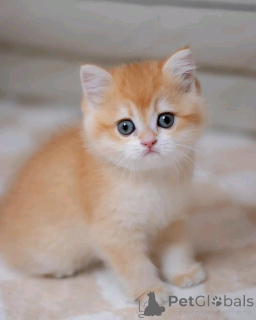 Foto №3. Munchkin -Kätzchen. Großbritannien