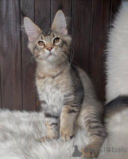 Foto №2 zu Ankündigung № 155324 zu verkaufen maine-coon-katze - einkaufen Niederlande quotient 	ankündigung