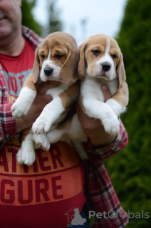 Foto №4. Ich werde verkaufen beagle in der Stadt Minsk. vom kindergarten - preis - 188€