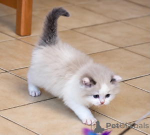 Foto №1. ragdoll-katze - zum Verkauf in der Stadt Heinävessi | Frei | Ankündigung № 177057