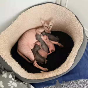 Foto №1. don sphynx - zum Verkauf in der Stadt Viel | 380€ | Ankündigung № 167252