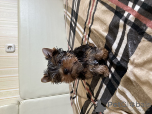 Foto №4. Ich werde verkaufen yorkshire terrier in der Stadt Brest. quotient 	ankündigung - preis - 250€