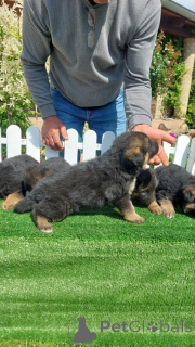 Foto №2 zu Ankündigung № 139067 zu verkaufen otterhund - einkaufen Serbien 