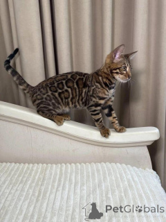 Foto №1. bengal katzenrasse - zum Verkauf in der Stadt Uppsala | 750€ | Ankündigung № 153261