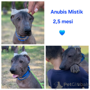 Foto №3. Vordere mexikanische Welpen (. Bulgarien