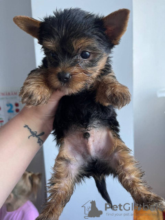 Foto №2 zu Ankündigung № 43027 zu verkaufen yorkshire terrier - einkaufen Deutschland quotient 	ankündigung