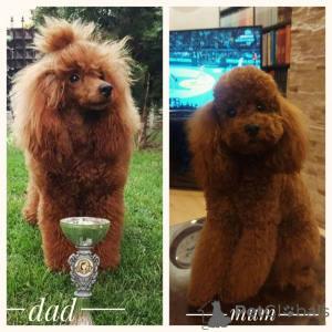 Foto №3. Rote Pudel. Serbien