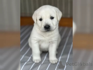 Foto №2 zu Ankündigung № 136937 zu verkaufen labrador retriever - einkaufen Deutschland 