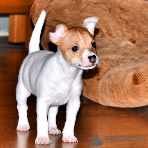 Foto №2 zu Ankündigung № 8498 zu verkaufen american toy terrier - einkaufen Russische Föderation züchter