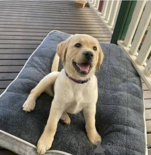 Foto №2 zu Ankündigung № 157838 zu verkaufen labrador retriever - einkaufen Deutschland quotient 	ankündigung