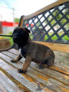 Zusätzliche Fotos: Belgische Schäferhundwelpen