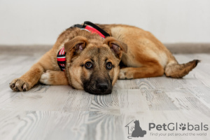 Foto №2 zu Ankündigung № 133391 zu verkaufen mischlingshund - einkaufen Russische Föderation quotient 	ankündigung