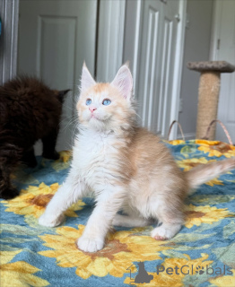 Foto №3. Lernen Sie Leo kennen, unseren kleinen Löwen mit einem Herz aus Gold. Mutig,. Belgien