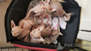 Foto №1. sphynx-katze - zum Verkauf in der Stadt Wuppertal | verhandelt | Ankündigung № 32031