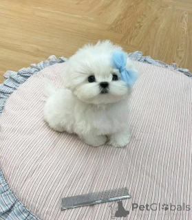 Foto №1. malteser - zum Verkauf in der Stadt Schwerzenbach | verhandelt | Ankündigung № 160055