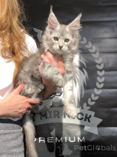 Foto №4. Ich werde verkaufen maine-coon-katze in der Stadt Denver. vom kindergarten - preis - 1594€