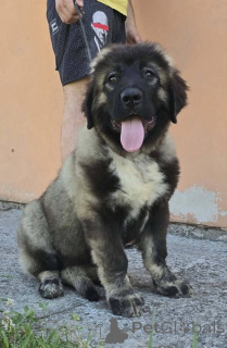 Foto №4. Ich werde verkaufen otterhund in der Stadt Neuer Garten.  - preis - verhandelt