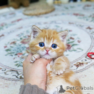 Foto №2 zu Ankündigung № 155838 zu verkaufen munchkin - einkaufen Tschechische Republik züchter