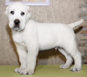 Foto №4. Ich werde verkaufen zentralasiatischer owtscharka in der Stadt Zheleznogorsk. vom kindergarten - preis - 558€