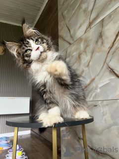 Foto №2 zu Ankündigung № 169923 zu verkaufen maine-coon-katze - einkaufen Deutschland züchter