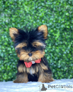 Foto №2 zu Ankündigung № 149979 zu verkaufen yorkshire terrier - einkaufen USA quotient 	ankündigung, vom kindergarten, aus dem tierheim, züchter