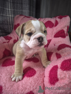Foto №1. englische bulldogge - zum Verkauf in der Stadt Boom | verhandelt | Ankündigung № 169345