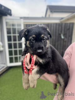 Foto №1. deutscher schäferhund - zum Verkauf in der Stadt Reich | verhandelt | Ankündigung № 166836