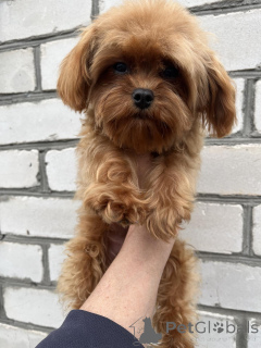 Foto №3. F1 Maltipoo Welpe MÄDCHEN. Ukraine