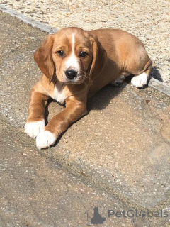 Foto №1. beagle - zum Verkauf in der Stadt tschechisch | 800€ | Ankündigung № 172822