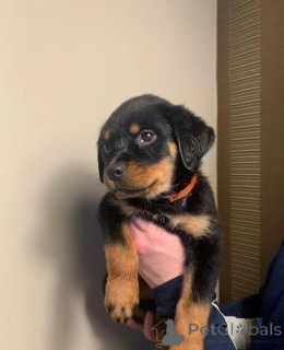 Foto №2 zu Ankündigung № 176058 zu verkaufen rottweiler - einkaufen Deutschland quotient 	ankündigung