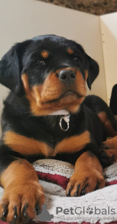 Foto №4. Ich werde verkaufen rottweiler in der Stadt Rezekne. züchter - preis - verhandelt