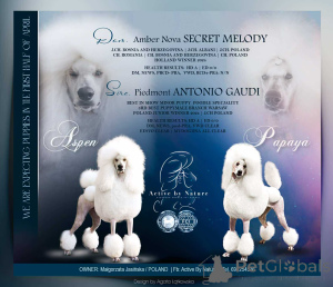 Foto №3. Der königliche Pudel ist weiß.. Polen