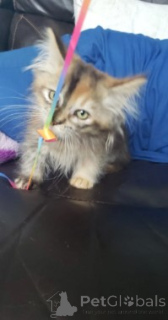 Foto №4. Ich werde verkaufen munchkin in der Stadt Aarbergen. züchter - preis - verhandelt