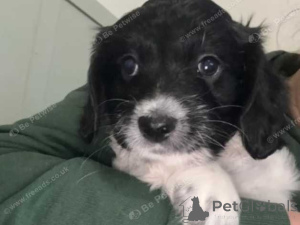 Foto №2 zu Ankündigung № 160026 zu verkaufen bichon frisé - einkaufen Rumänien quotient 	ankündigung