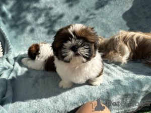 Foto №2 zu Ankündigung № 66414 zu verkaufen shih tzu - einkaufen USA quotient 	ankündigung