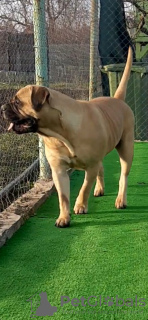 Foto №4. Ich werde verkaufen bullmastiff in der Stadt Timișoara. züchter - preis - 1500€