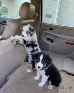 Foto №1. australian shepherd - zum Verkauf in der Stadt Rotterdam | 700€ | Ankündigung № 165592