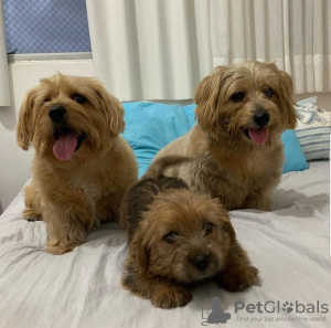 Foto №1. norfolk terrier - zum Verkauf in der Stadt Peoria | 473€ | Ankündigung № 86760