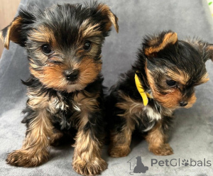 Foto №1. yorkshire terrier - zum Verkauf in der Stadt Berlingrod | verhandelt | Ankündigung № 168863