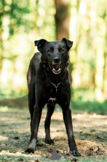 Zusätzliche Fotos: Der gute Hund Drake ist in guten Händen.