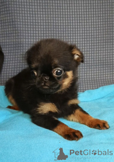 Foto №2 zu Ankündigung № 165075 zu verkaufen petit brabançon - einkaufen Russische Föderation quotient 	ankündigung