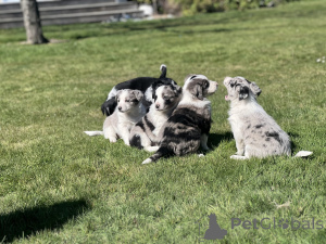Foto №1. border terrier - zum Verkauf in der Stadt Milford | 744€ | Ankündigung № 152376