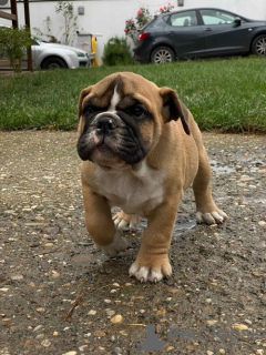 Zusätzliche Fotos: Englische Bulldogge