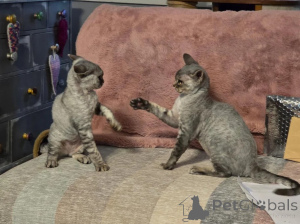 Foto №1. devon rex - zum Verkauf in der Stadt Chotomów | 350€ | Ankündigung № 178684