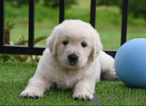 Foto №1. golden retriever - zum Verkauf in der Stadt Marseille | 1000€ | Ankündigung № 166317
