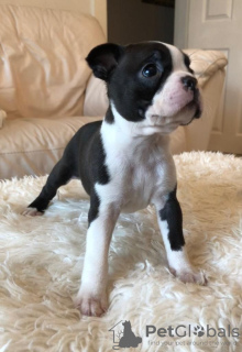 Foto №4. Ich werde verkaufen boston terrier in der Stadt St. Petersburg.  - preis - 300€