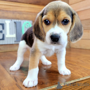 Foto №1. beagle - zum Verkauf in der Stadt Франкфурт-на-Майне | 700€ | Ankündigung № 134924