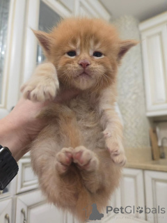 Foto №1. maine-coon-katze - zum Verkauf in der Stadt Alavus | 500€ | Ankündigung № 164176